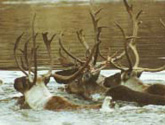 Porcupine Caribou Herd crossing the river